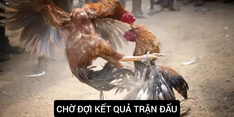 Chờ đợi kết quả, tính điểm thưởng