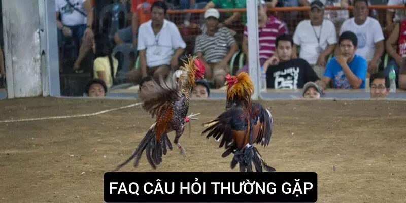 Một số câu hỏi thường gặp