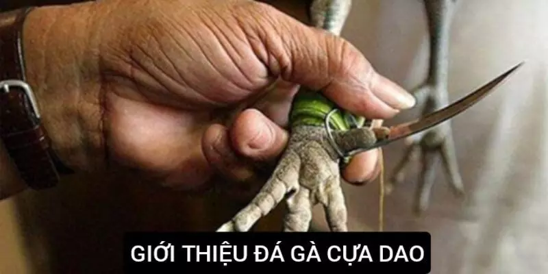 Giới thiệu về hình thức thi đấu đá gà cựa dao