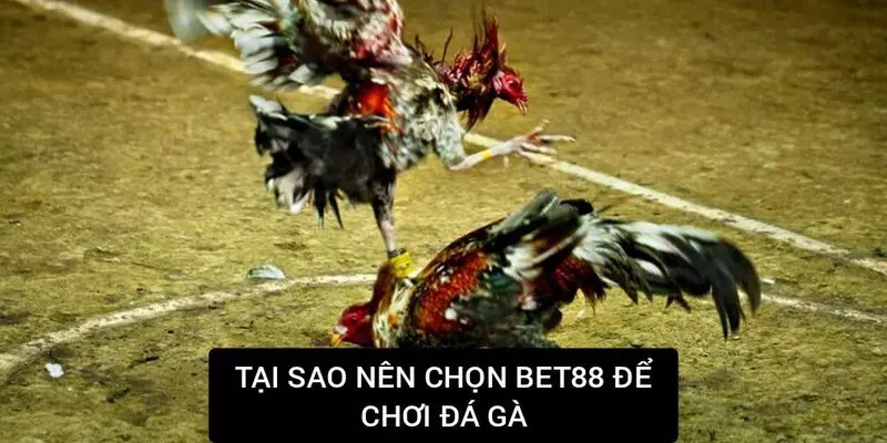 Lý do mà người tham gia nên chọn thương hiệu Bet88